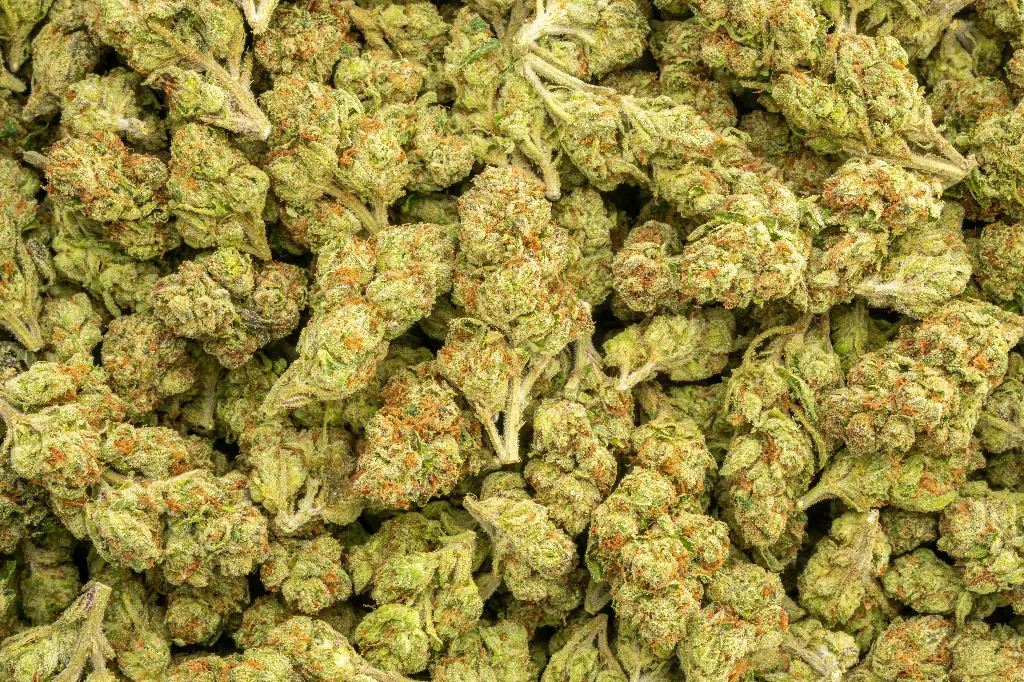 Gelato #33