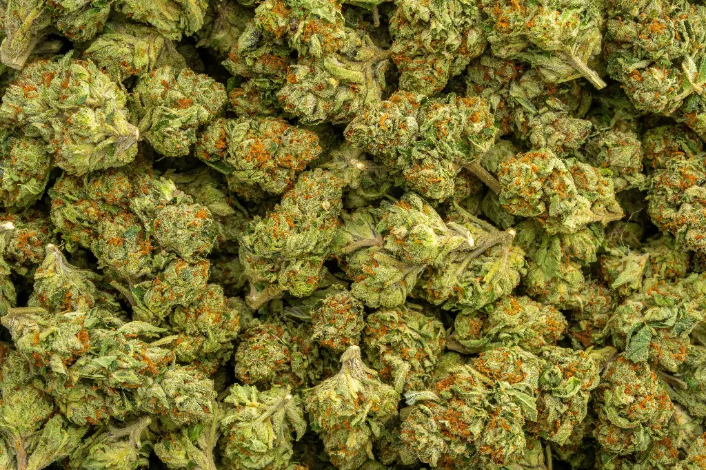 Gelato #41