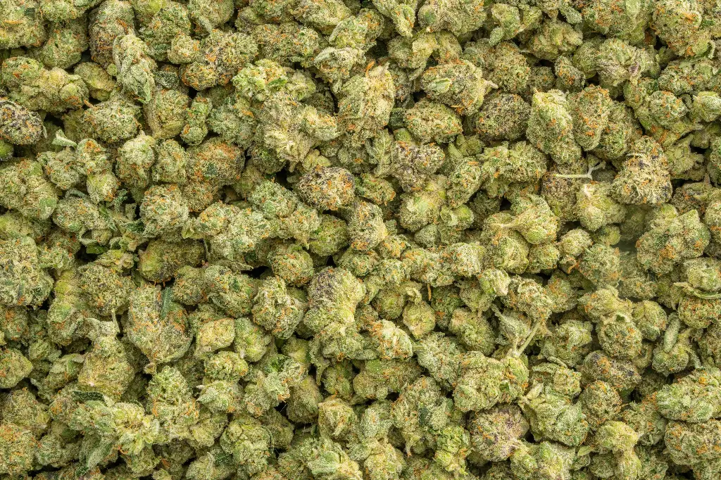 Gelato Float Indoor Smalls