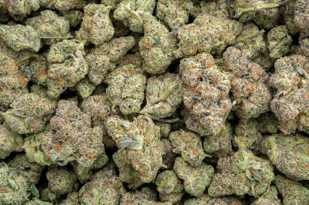 Georgia Pie X Gastro Pop Indoor