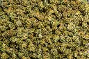 Godfather Smalls (CBD)