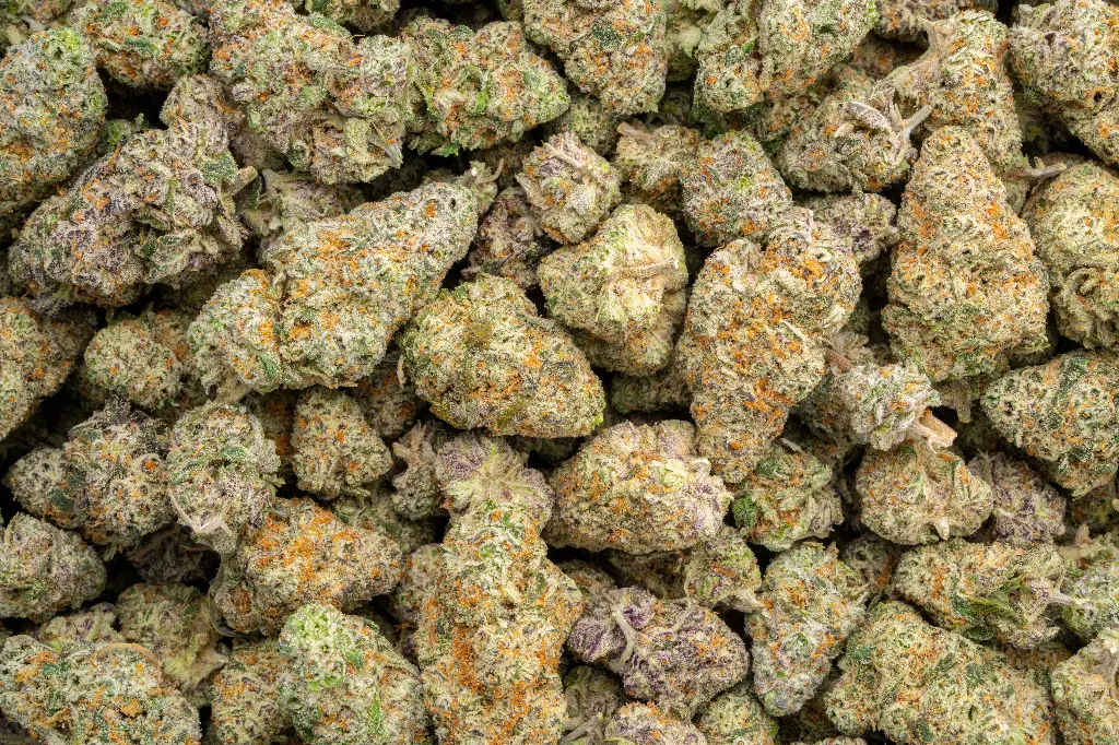 Grandiflora Guava Indoor