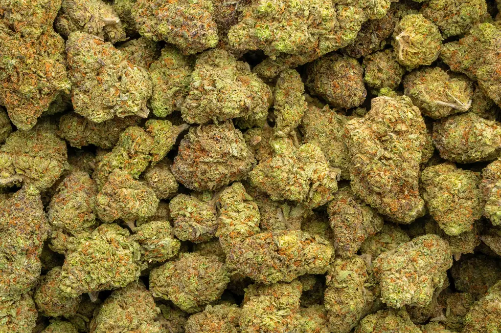 Grape Candy Indoor