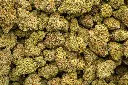 Grape Candy Indoor