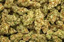Agent Orange Indoor