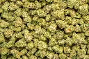Future Haze Indoor Smalls 