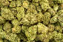 Gelato